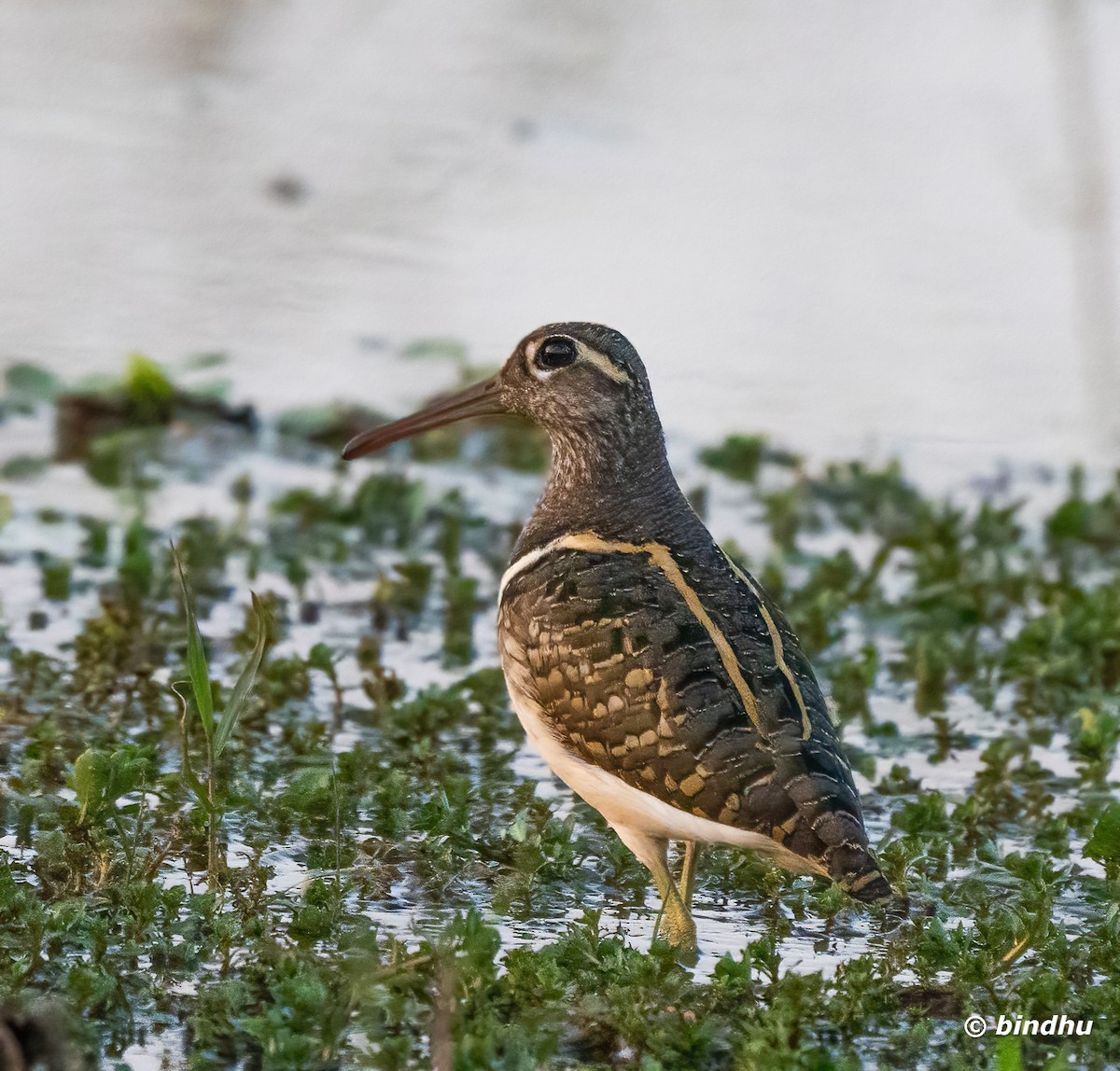 Greater Painted-Snipe - Bindhu Mohan