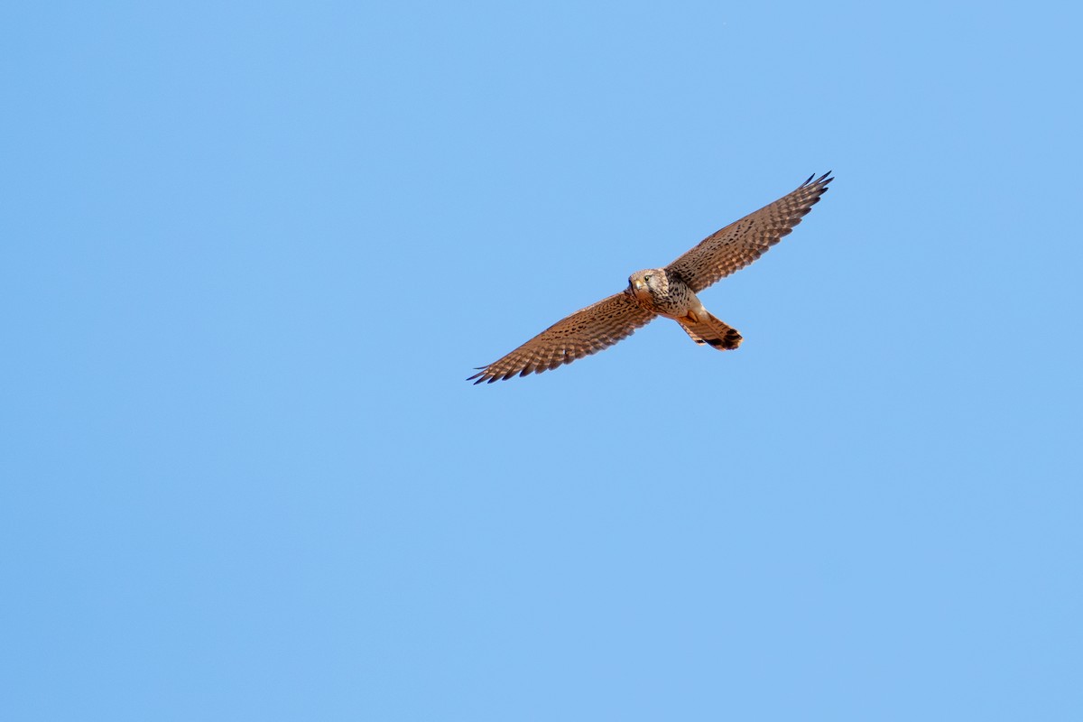 Eurasian Kestrel - ML616617284