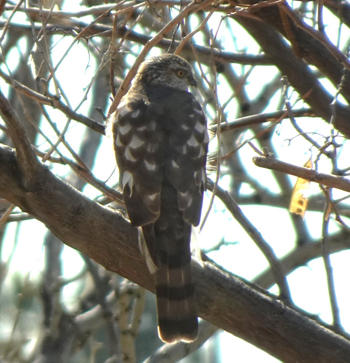 Sharp-shinned Hawk - ML616617296