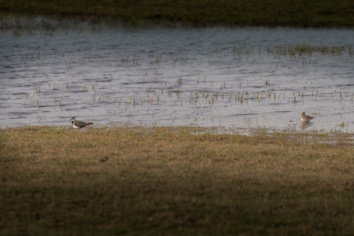 Common Redshank - Krzysztof Nigot