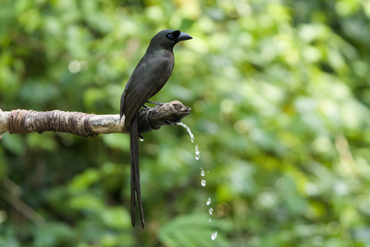 Racket-tailed Treepie - ML616617307