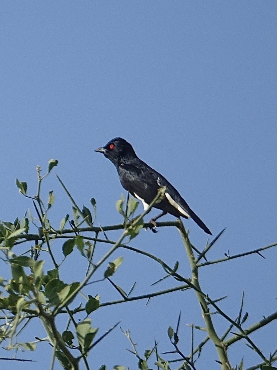 Magpie Starling - ML616617327