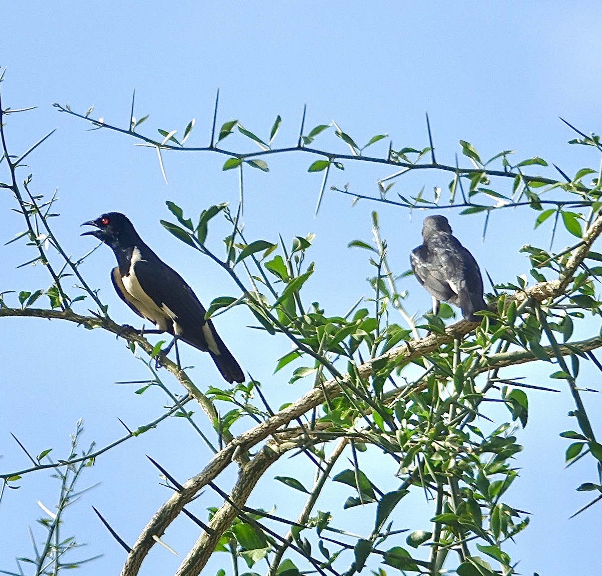 Magpie Starling - ML616617328