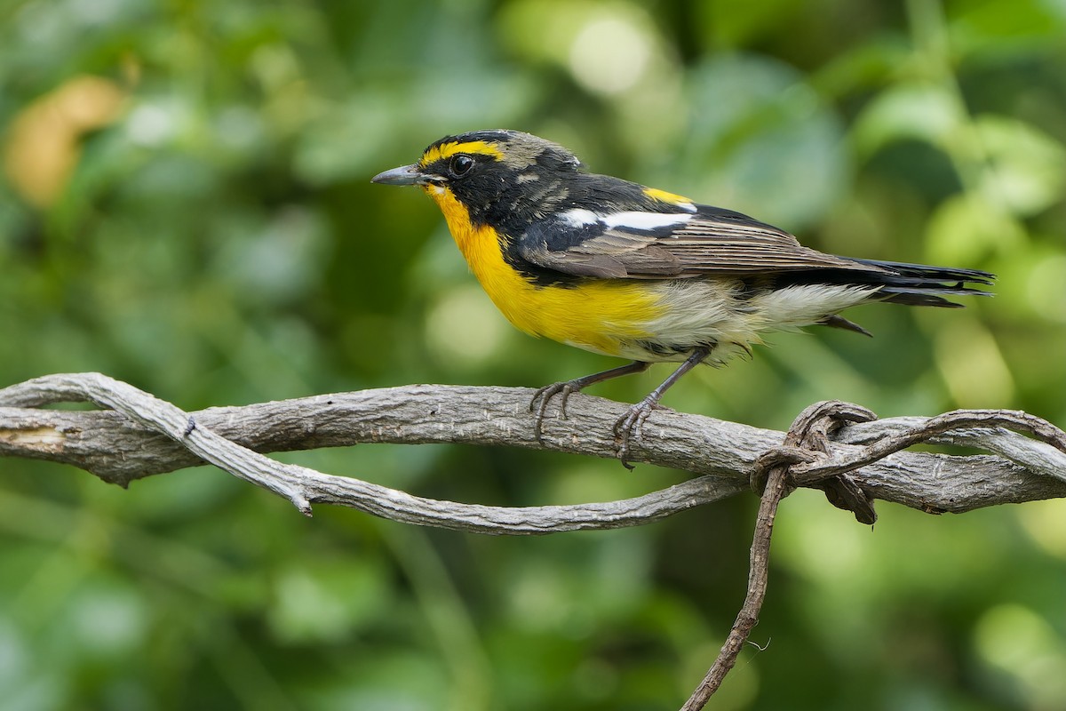 Narcissus Flycatcher - ML616617332