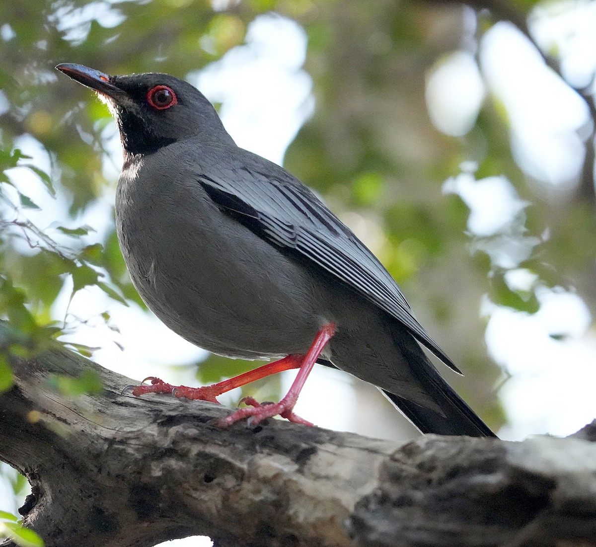 Red-legged Thrush - ML616617345