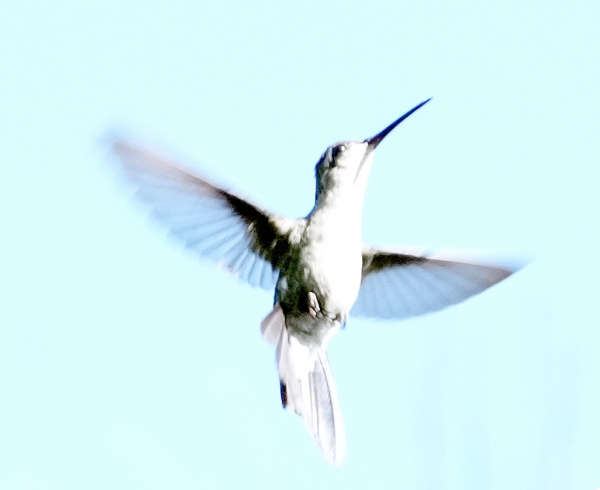 kolibřík kubánský - ML616617372