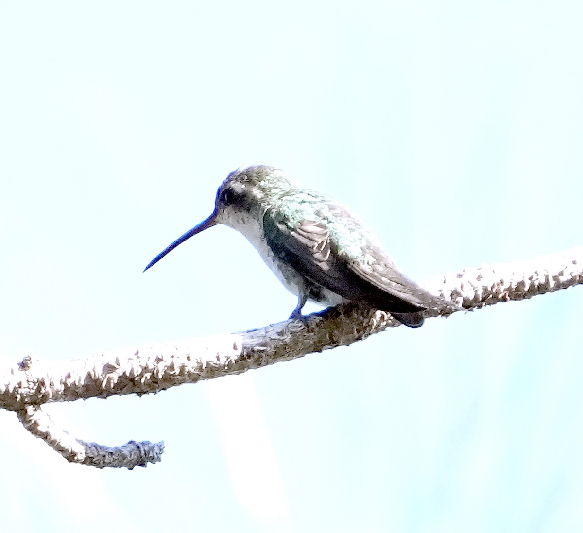 kolibřík kubánský - ML616617373