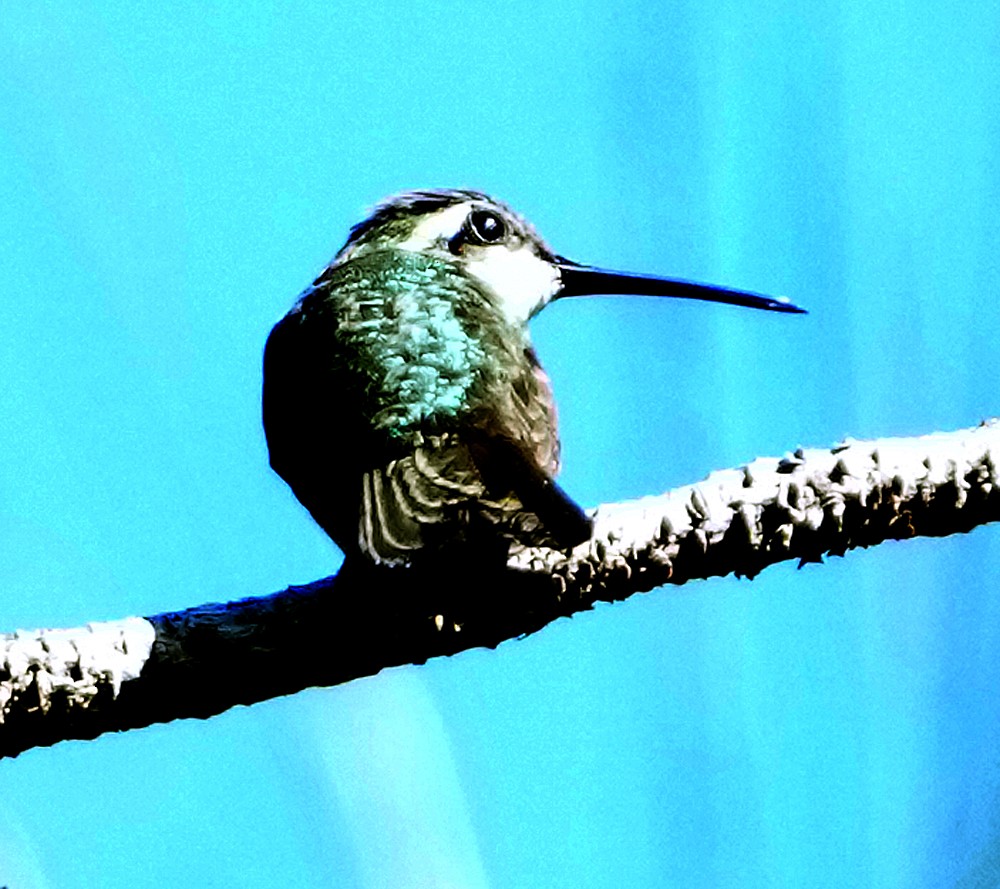 kolibřík kubánský - ML616617374