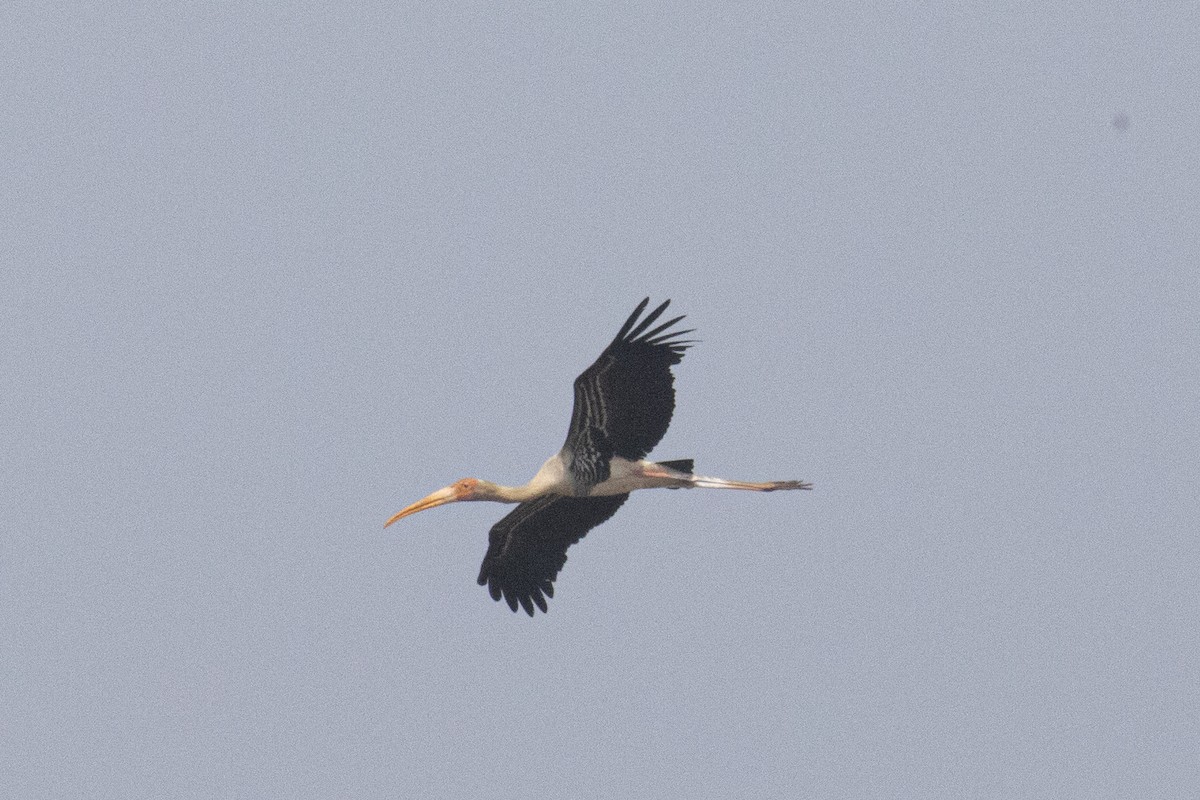 Painted Stork - ML616617378