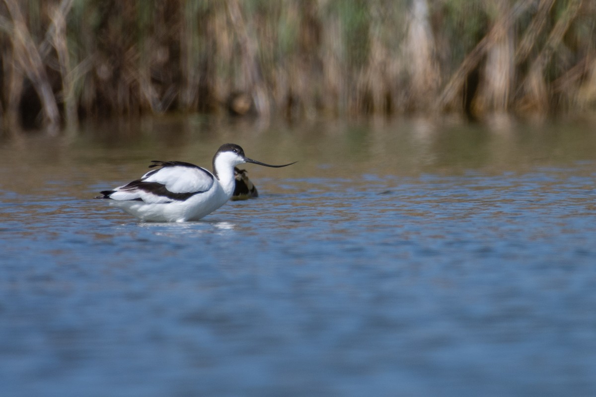 Pied Avocet - Anonymous