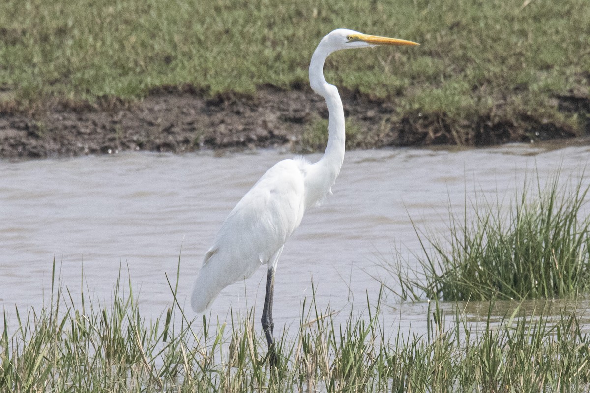 Great Egret - ML616617393