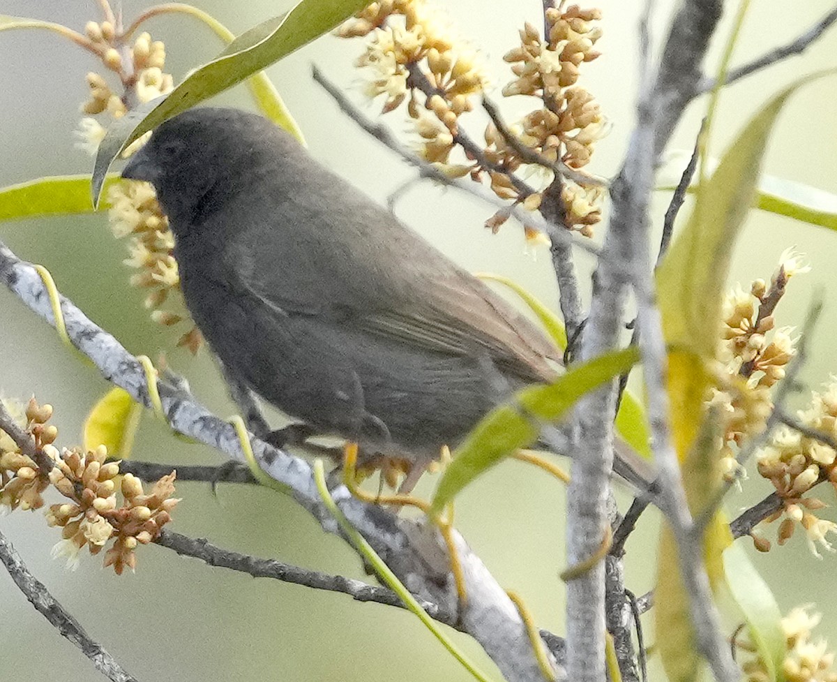 Black-faced Grassquit - ML616617407