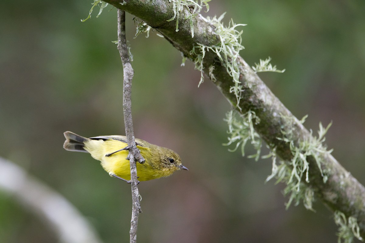 Yellow Thornbill - ML616617408