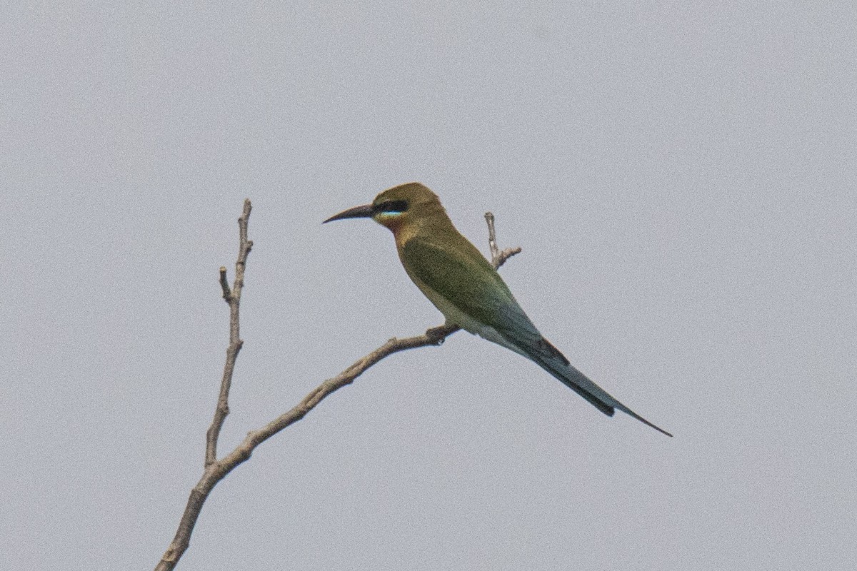 Blue-tailed Bee-eater - Nazes Afroz