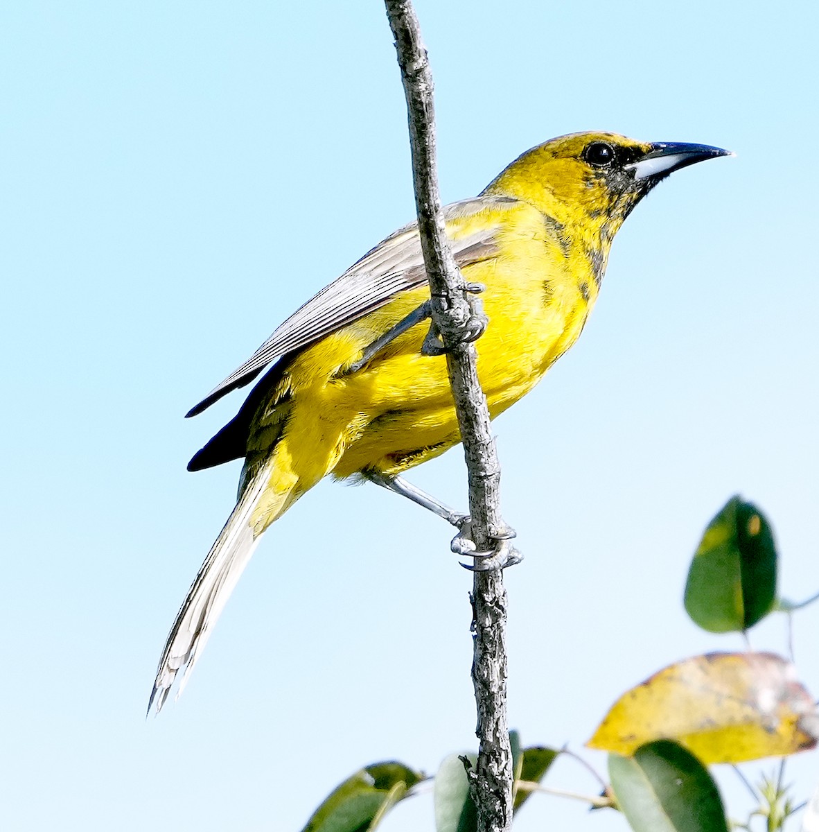 Oriole des Bahamas - ML616617458