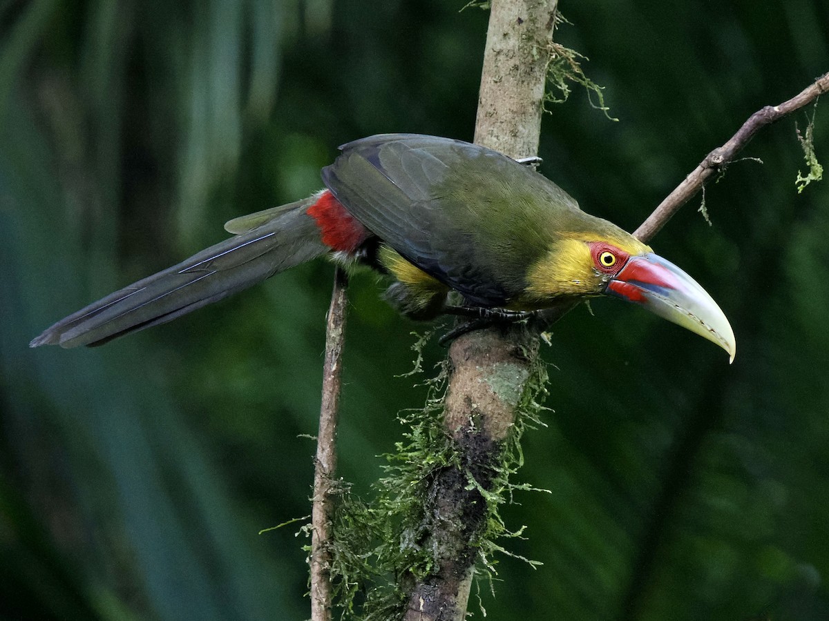 Saffron Toucanet - Gabriel Willow