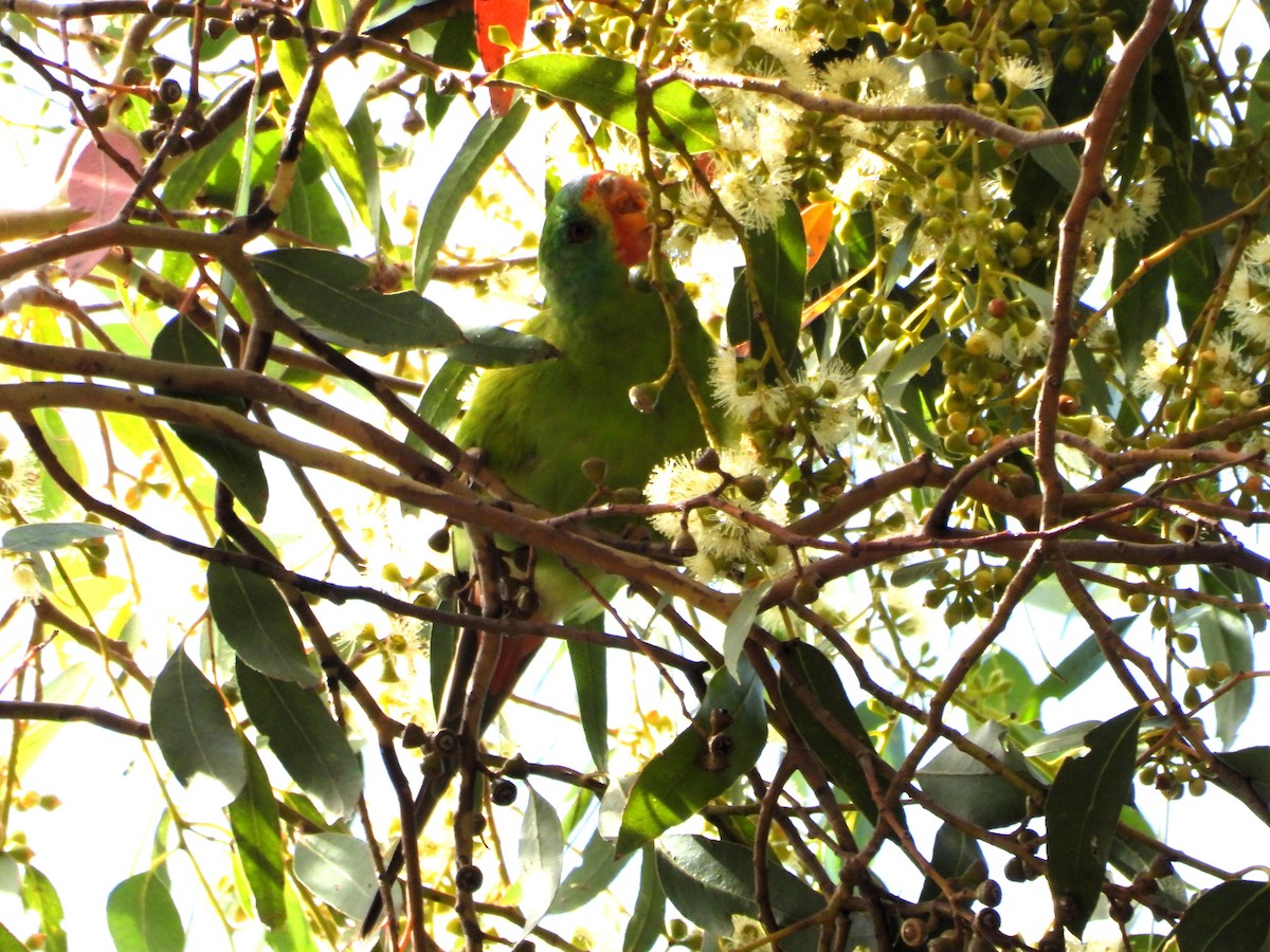 Swift Parrot - ML616617504