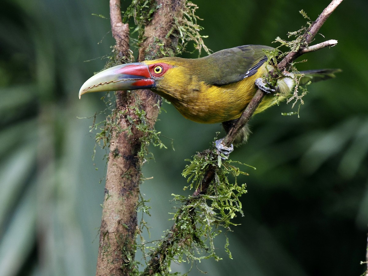 Saffron Toucanet - Gabriel Willow