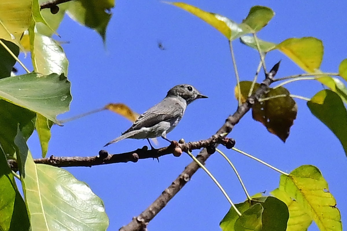 Asian Brown Flycatcher - ML616617514