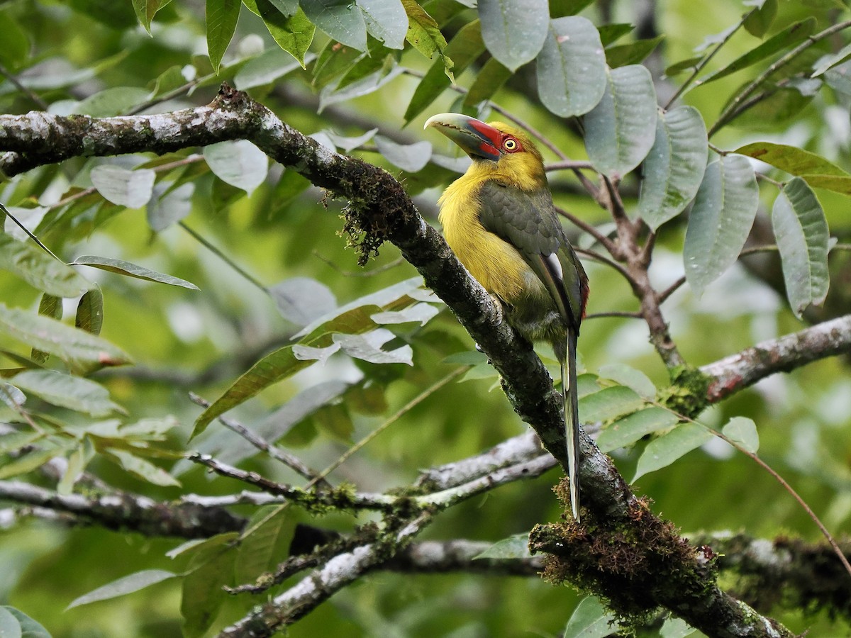 Saffron Toucanet - Gabriel Willow