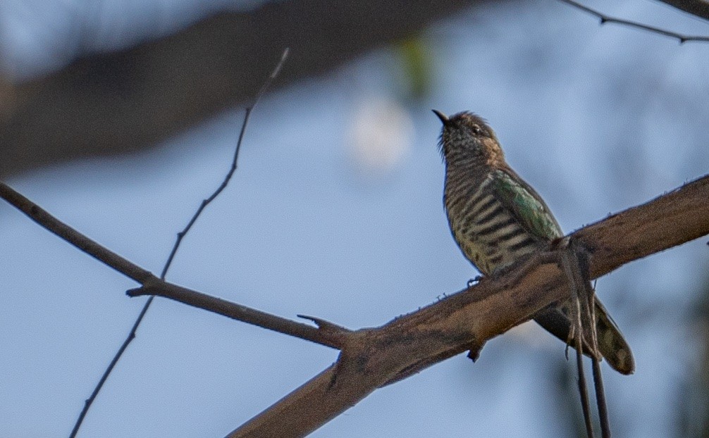 Shining Bronze-Cuckoo - ML616617604