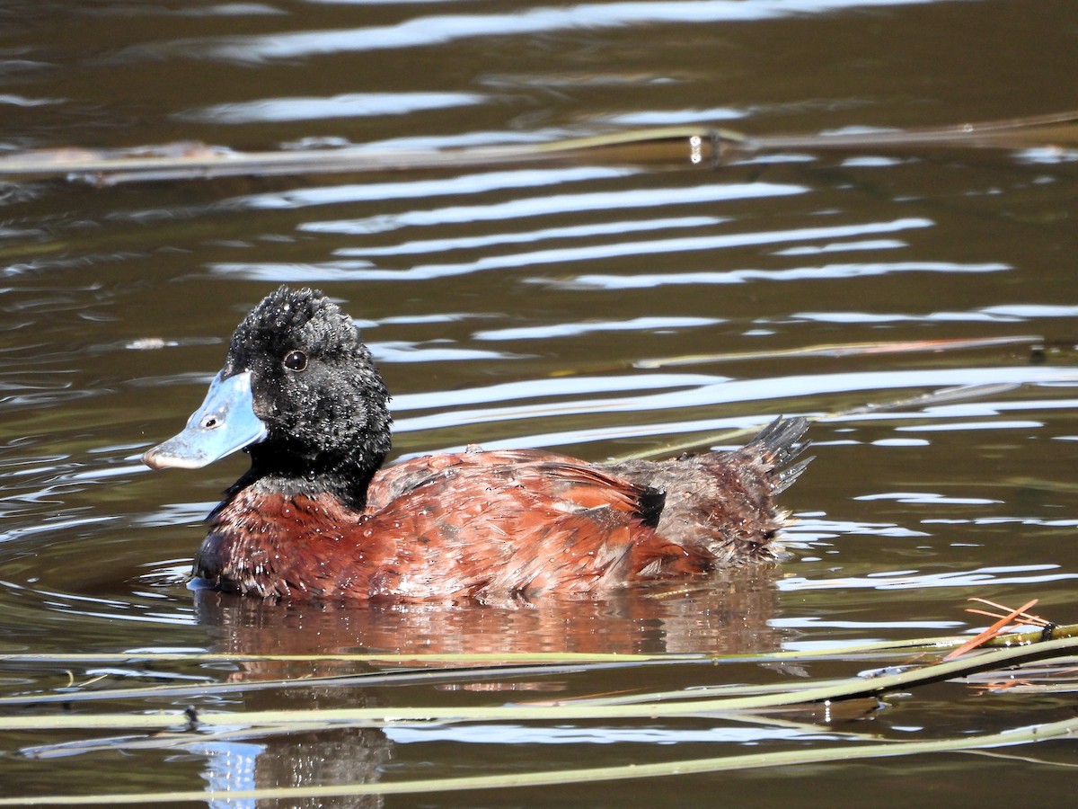 Blue-billed Duck - Leah Drummond