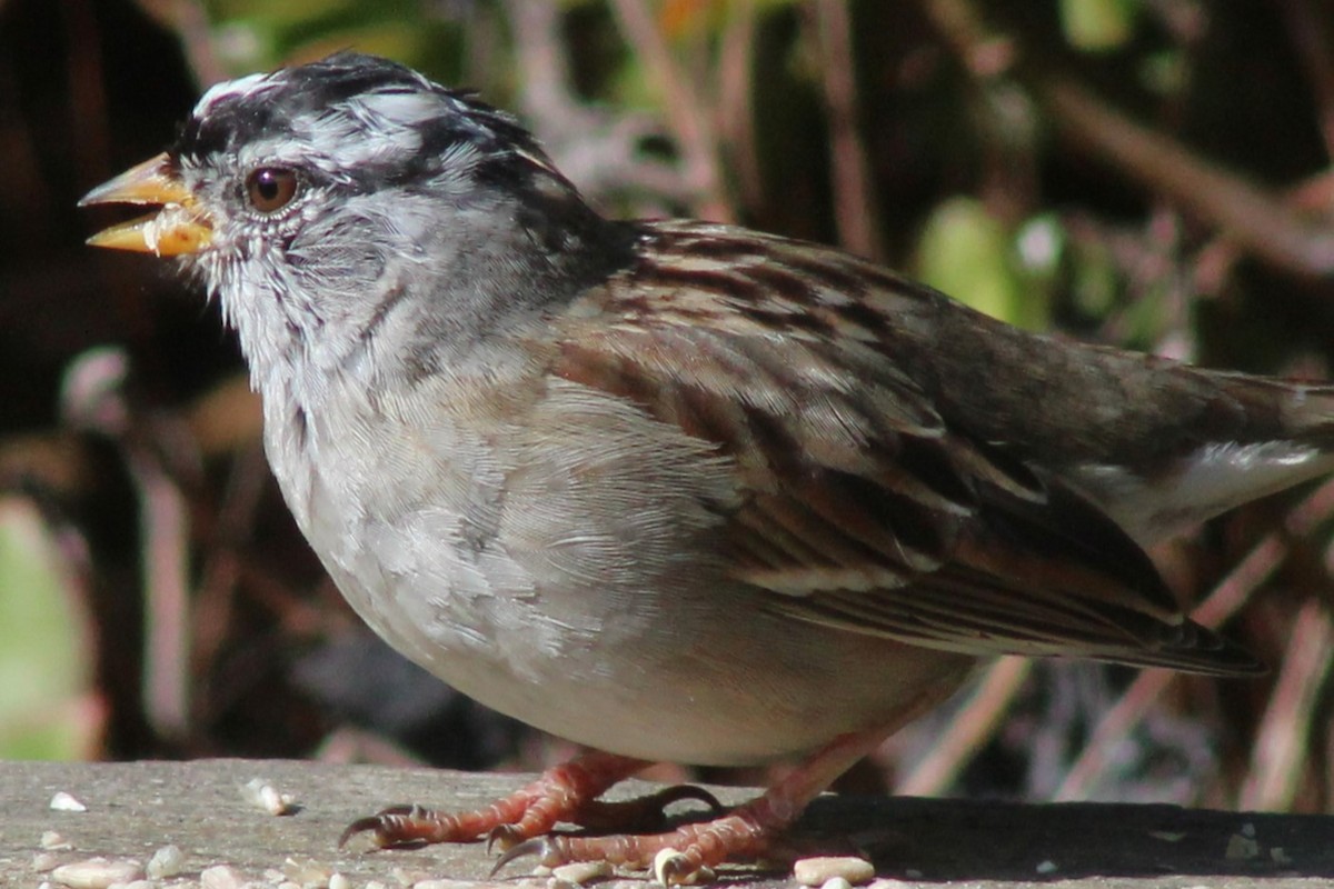 White-crowned Sparrow - Robert Hinz