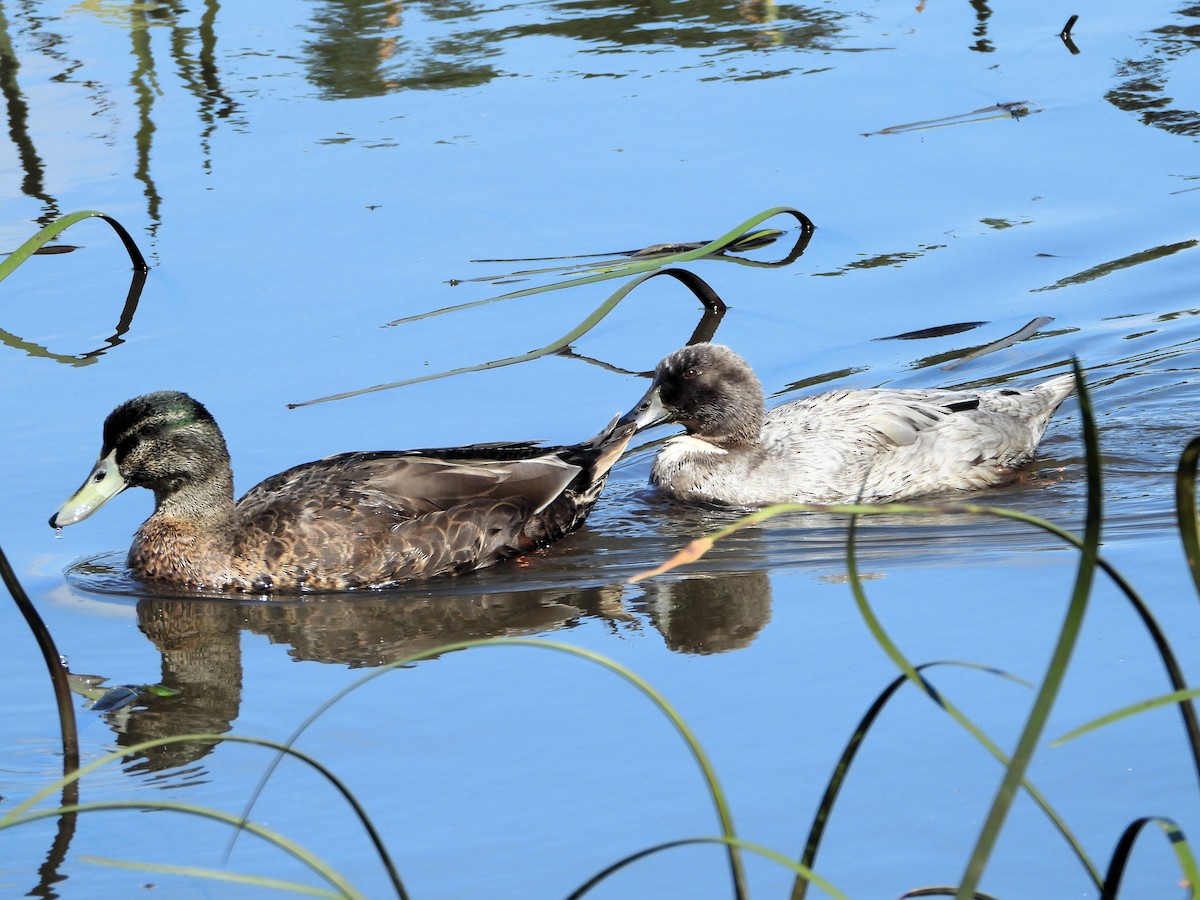 Mallard x Pacific Black Duck (hybrid) - Leah Drummond