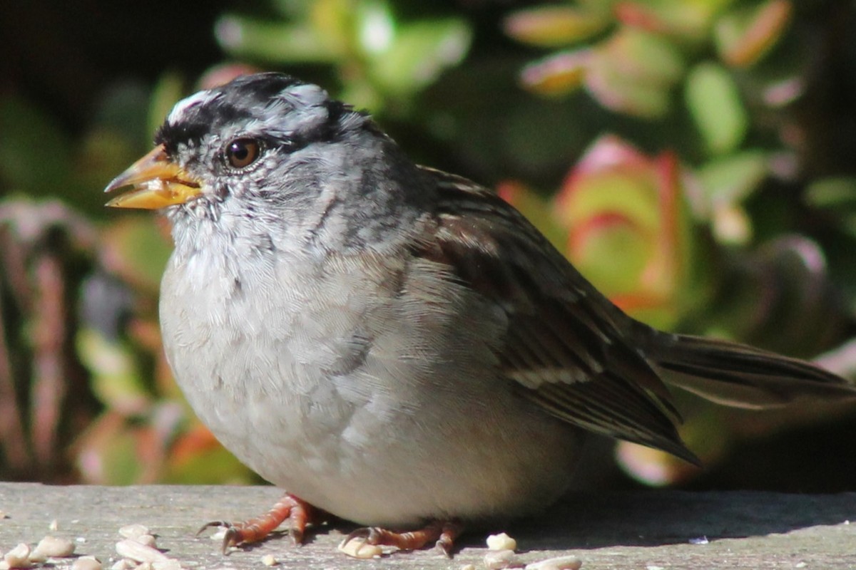 White-crowned Sparrow - Robert Hinz