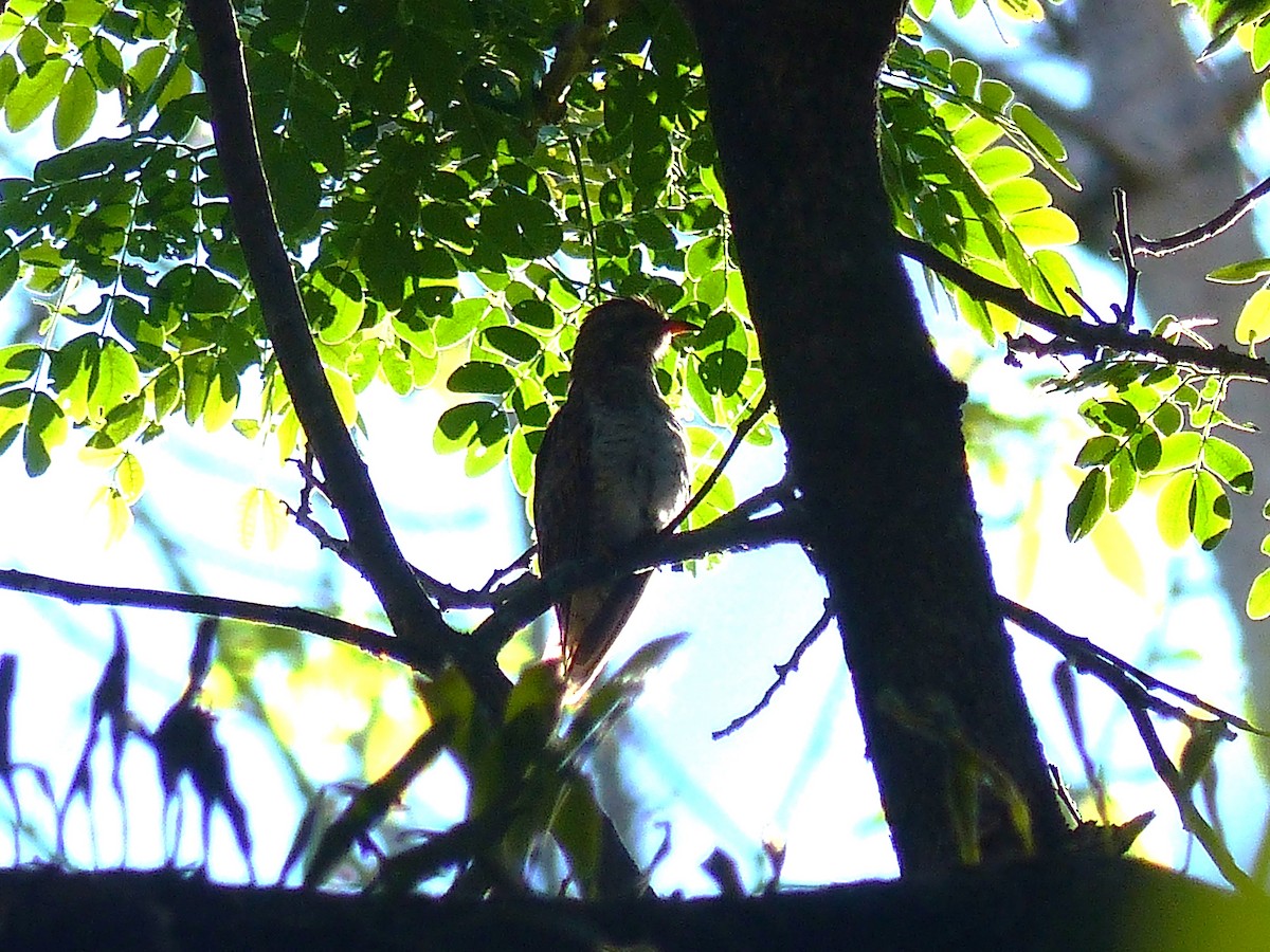 Violet Cuckoo - Tsarina Agcaoili