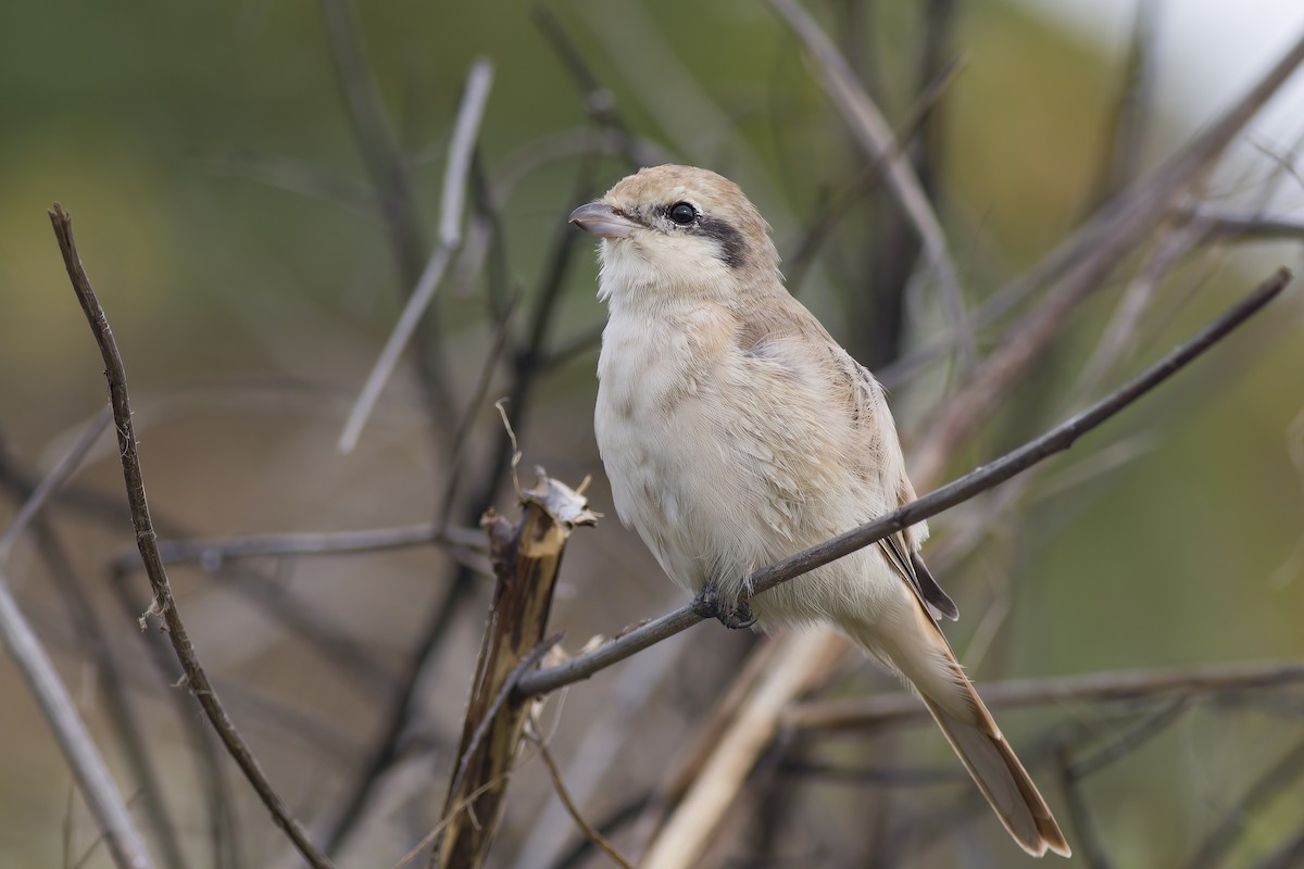 Isabelline Shrike - ML616617854