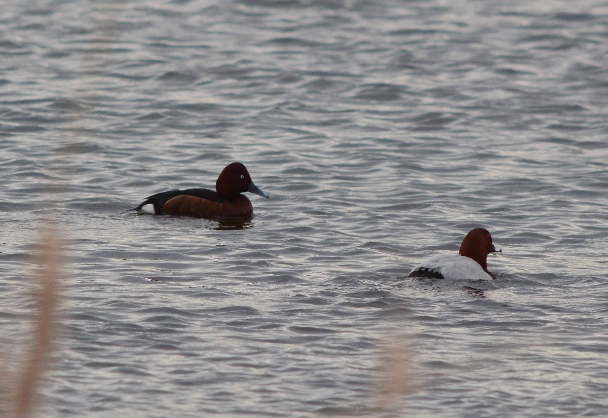 Ferruginous Duck - ML616617862