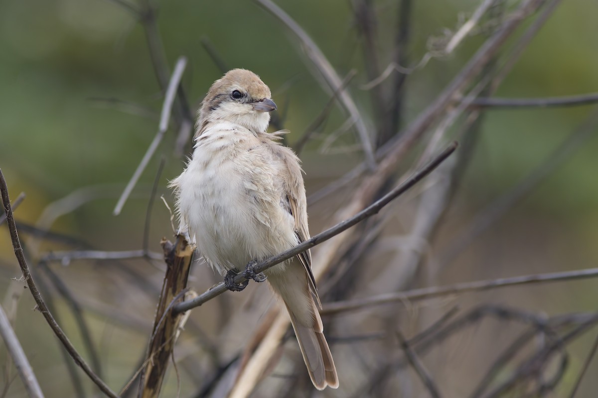 Isabelline Shrike - ML616617888