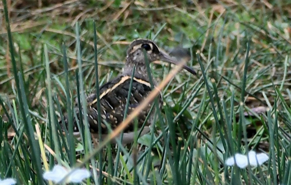 Greater Painted-Snipe - ML616617895
