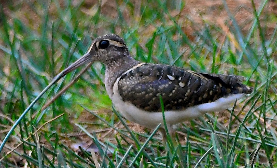 Greater Painted-Snipe - ML616617896
