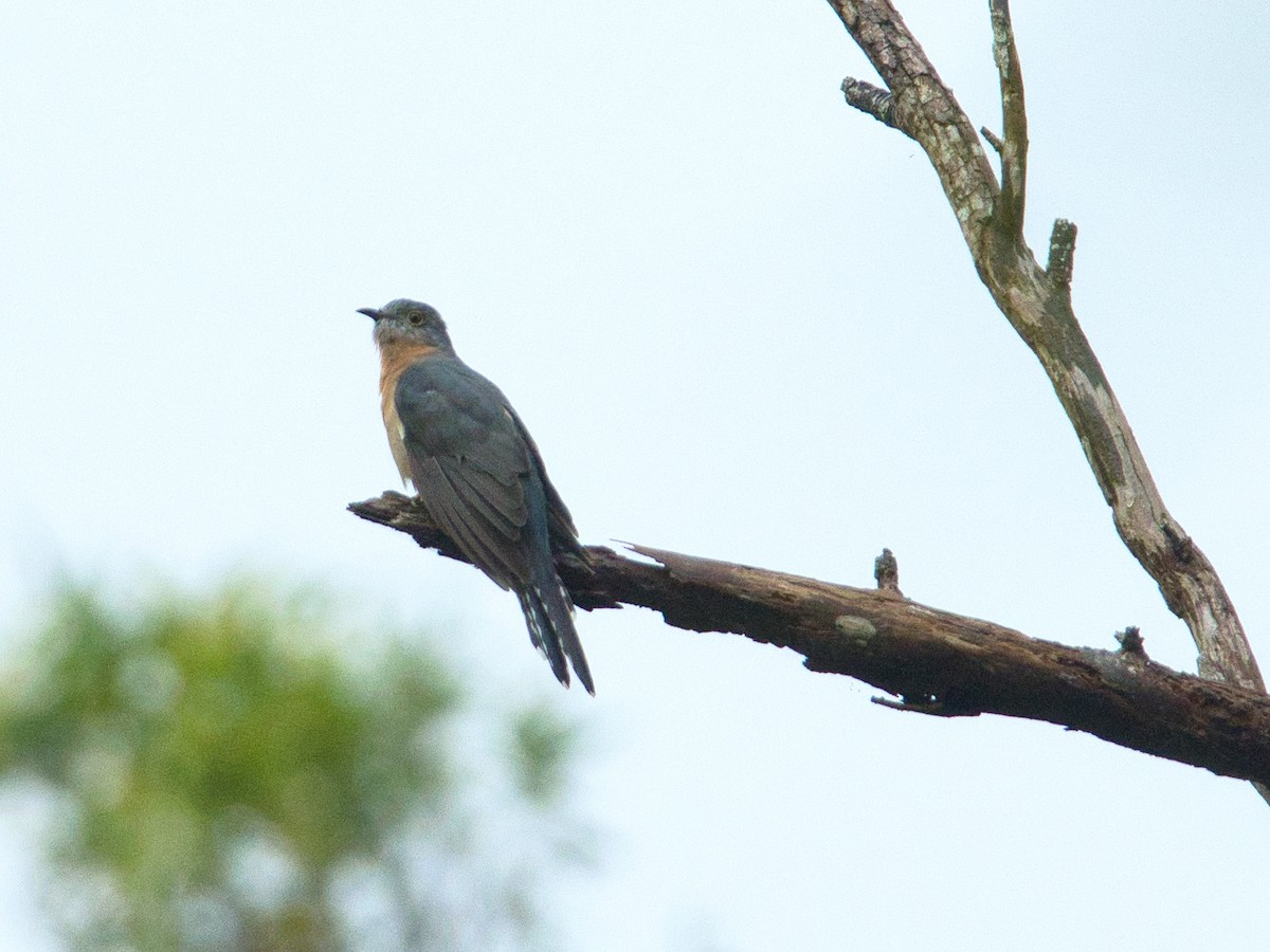 Fan-tailed Cuckoo - ML616617914