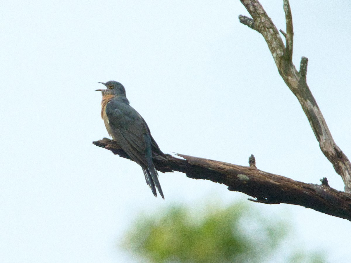 Fan-tailed Cuckoo - ML616617915