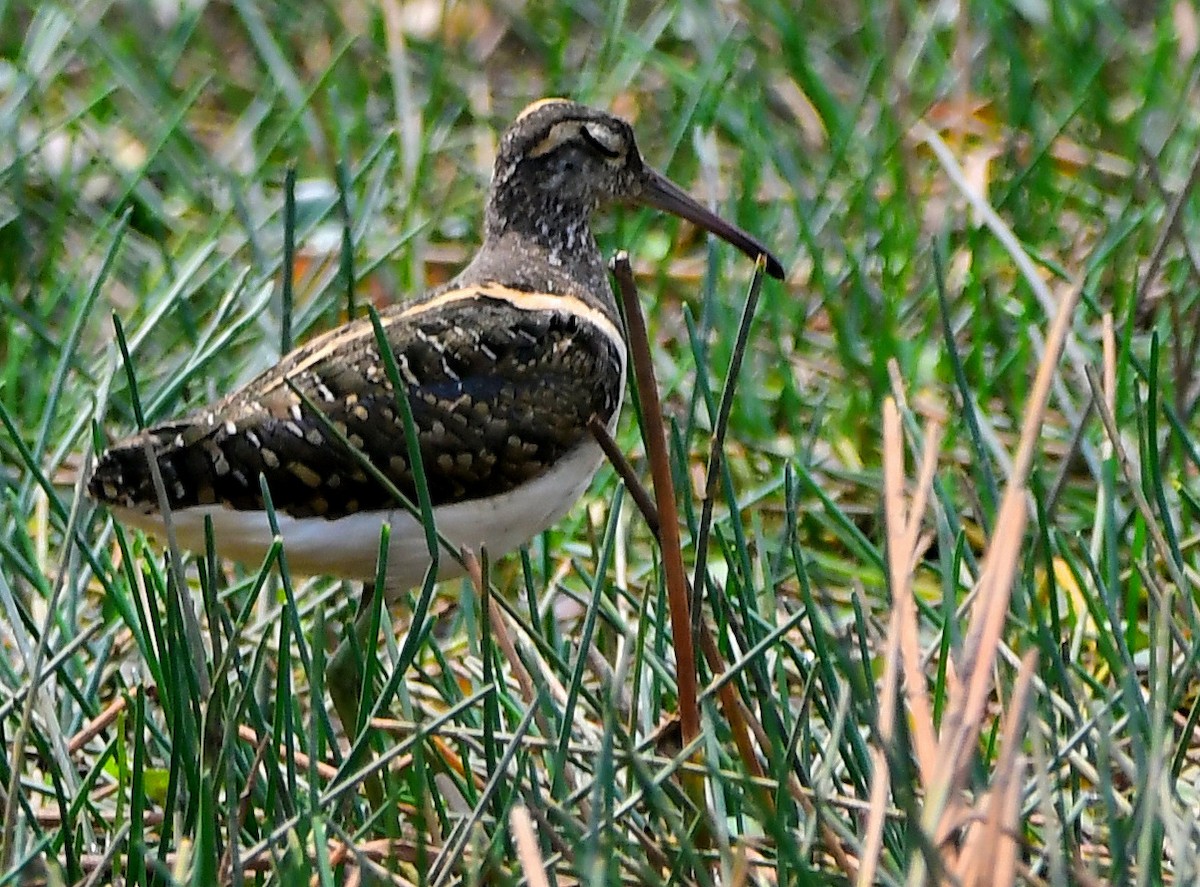 Greater Painted-Snipe - ML616617944