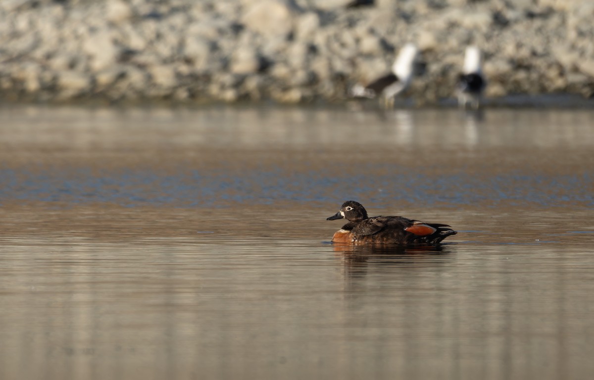 Australian Shelduck - ML616617961