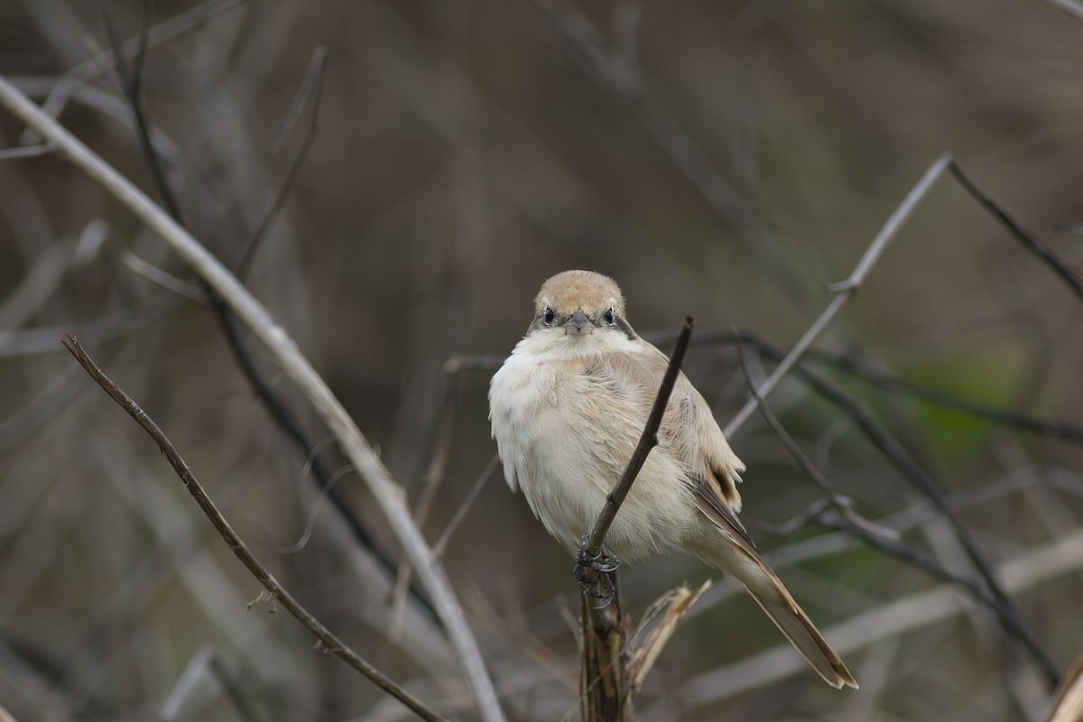 Isabelline Shrike - ML616617992