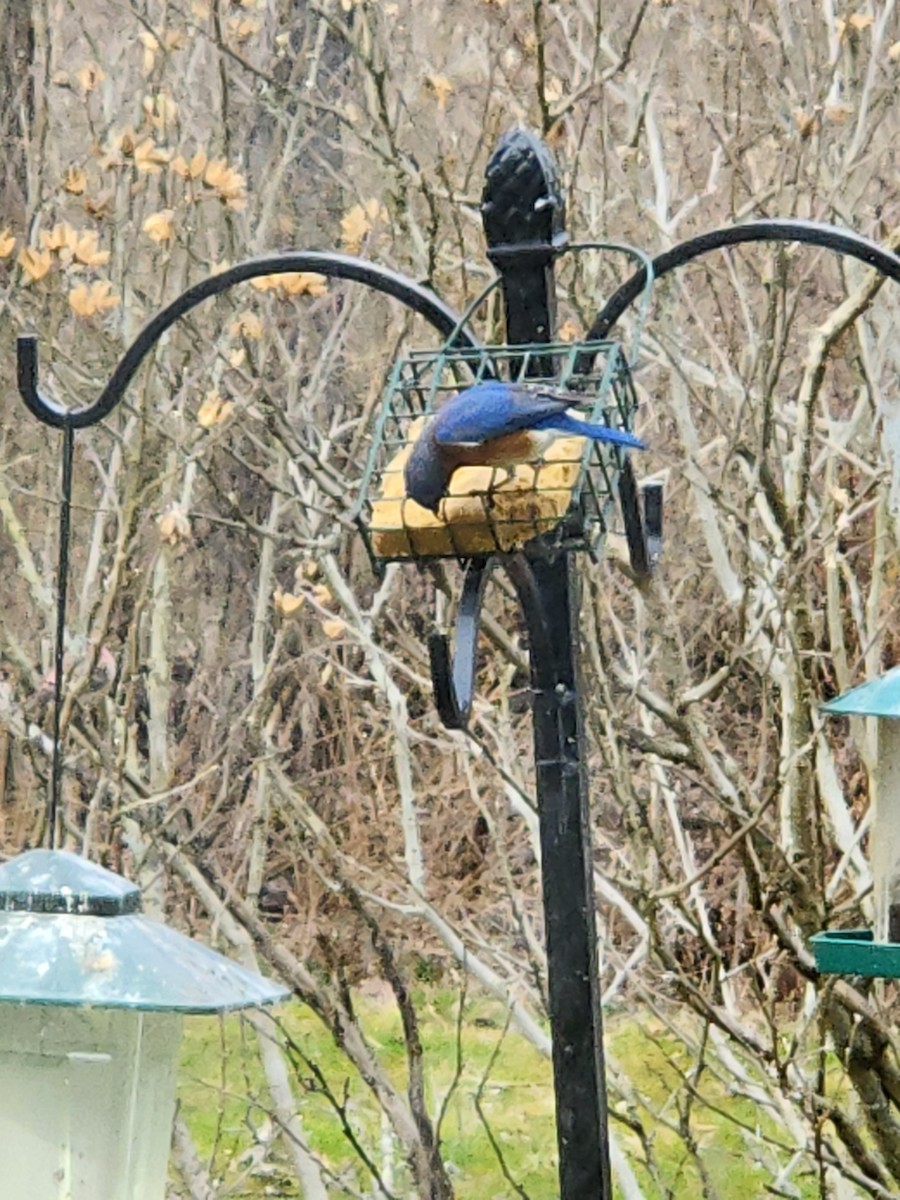 Eastern Bluebird - ML616617996