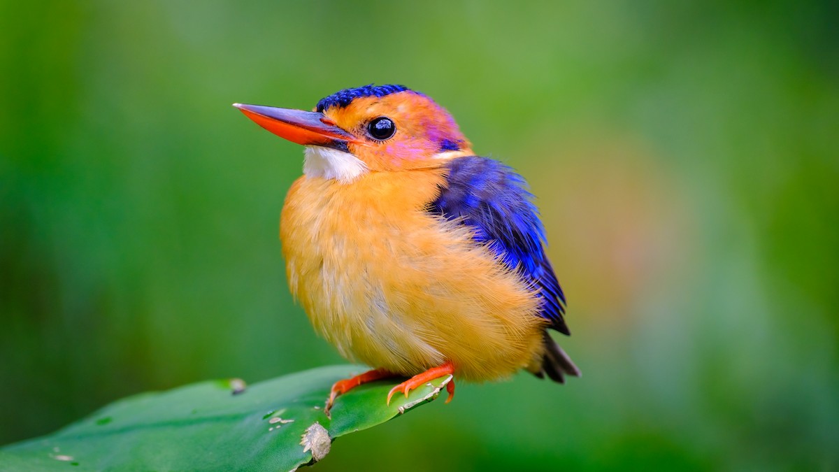 African Pygmy Kingfisher - ML616617999