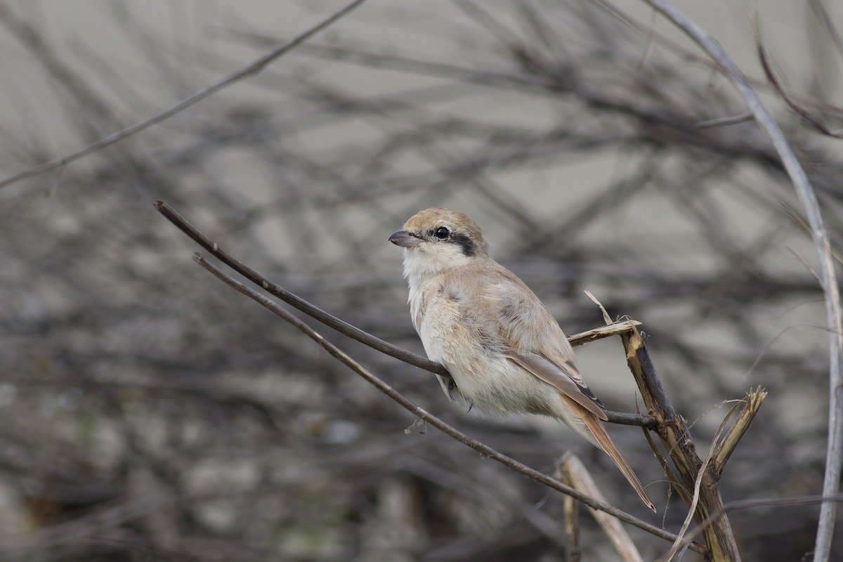 Isabelline Shrike - ML616618019