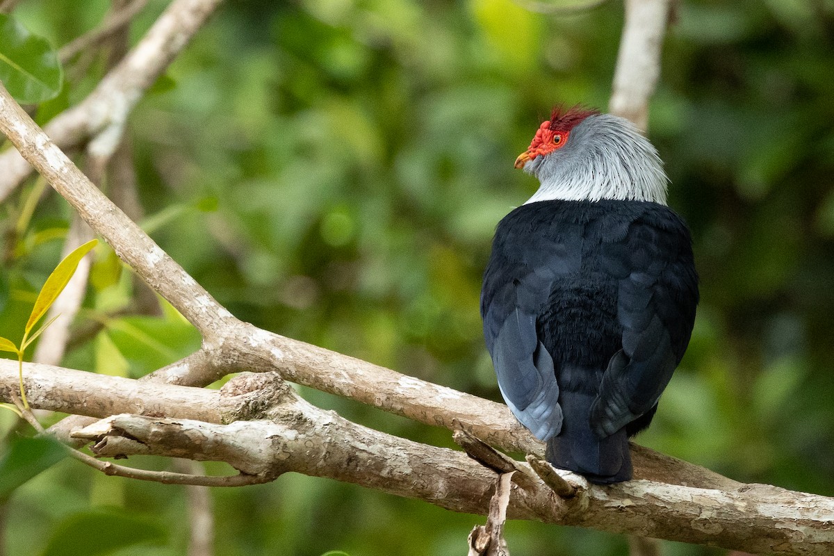 Seychelles Blue-Pigeon - Daniel Danckwerts (Rockjumper Birding Tours)