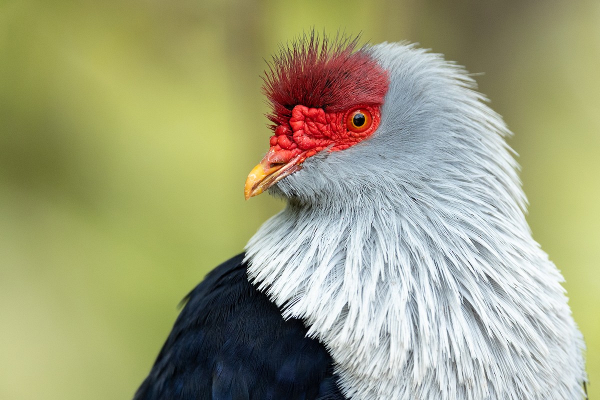 Seychelles Blue-Pigeon - Daniel Danckwerts (Rockjumper Birding Tours)
