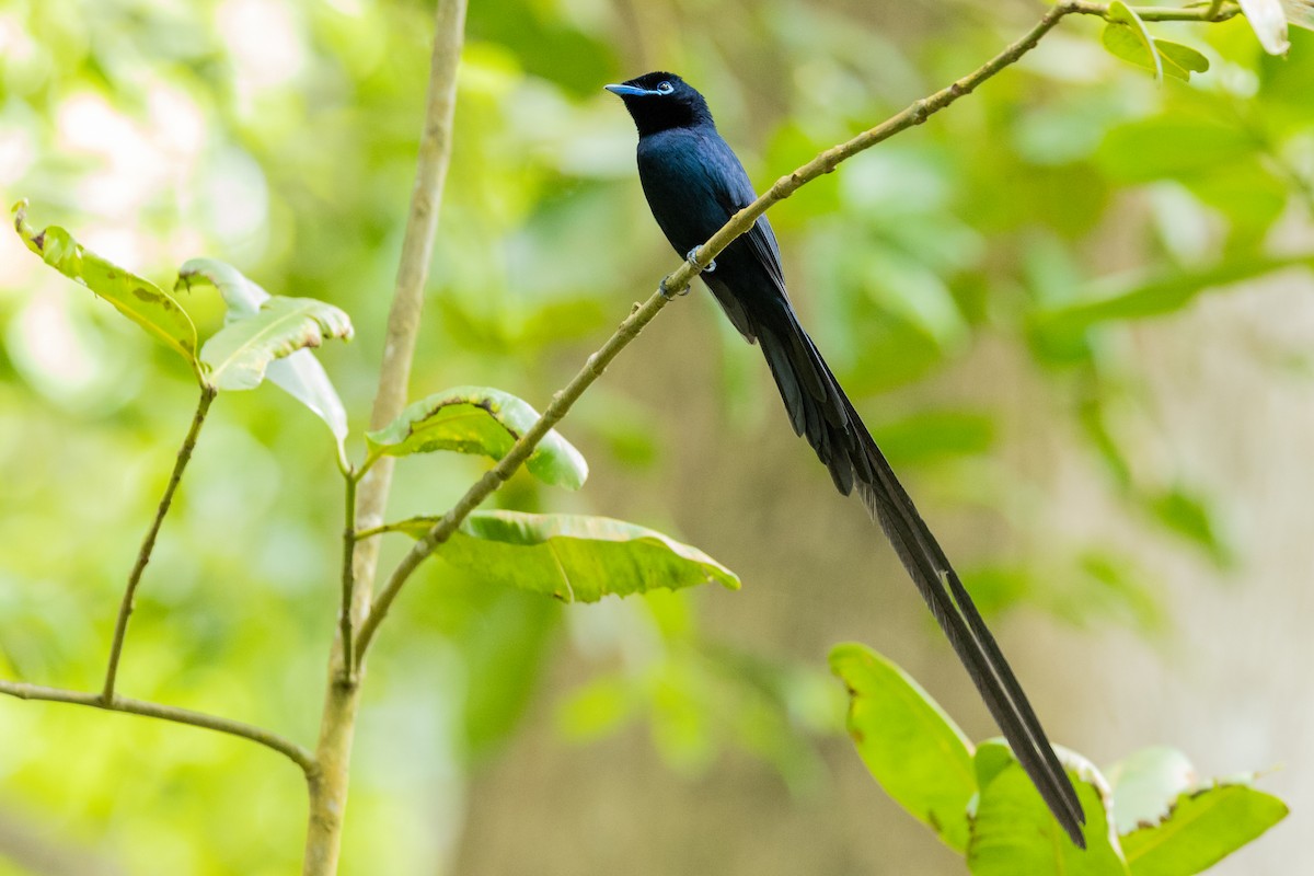 Seychelles Paradise-Flycatcher - Daniel Danckwerts (Rockjumper Birding Tours)