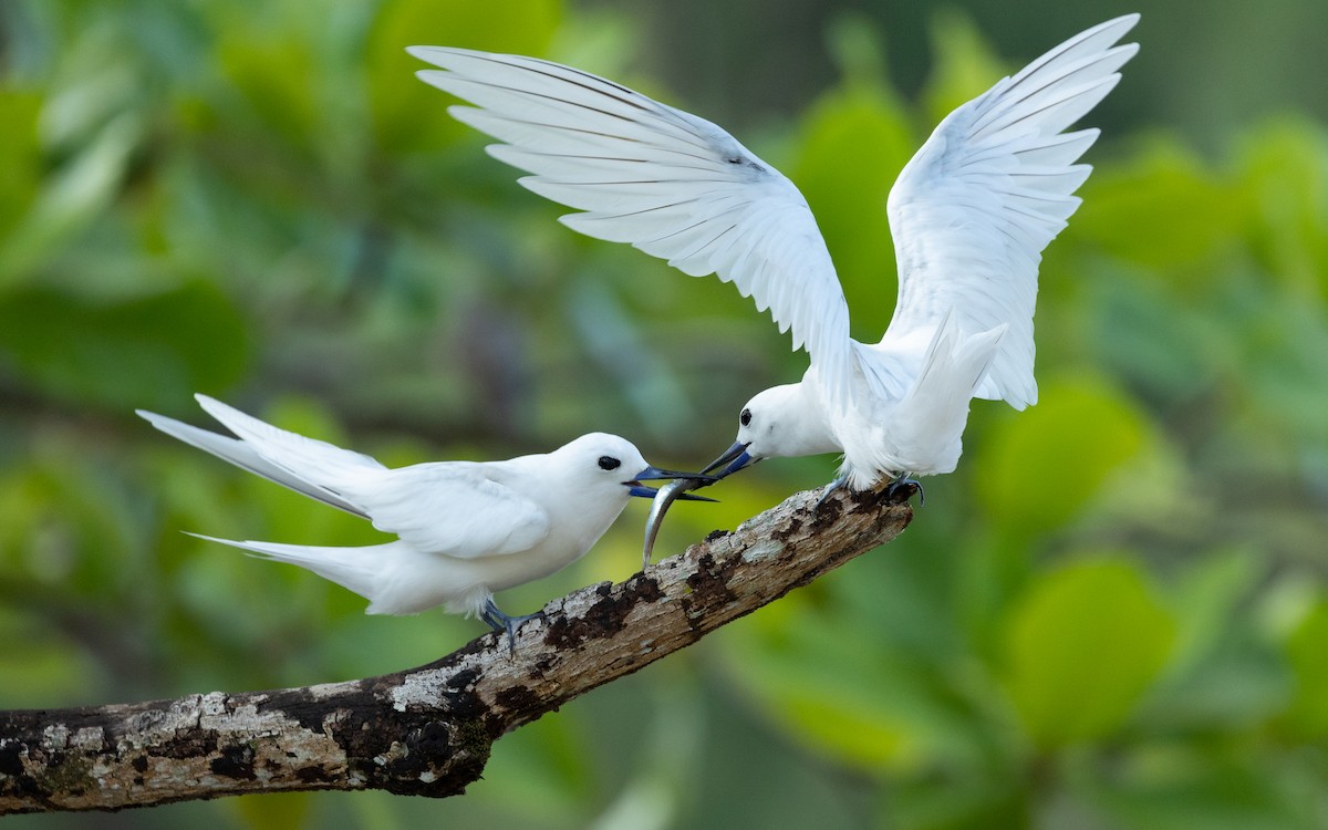 White Tern - ML616618075