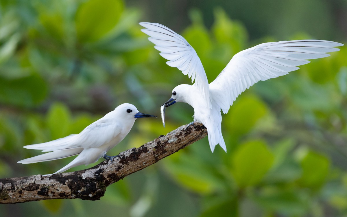 White Tern - ML616618076