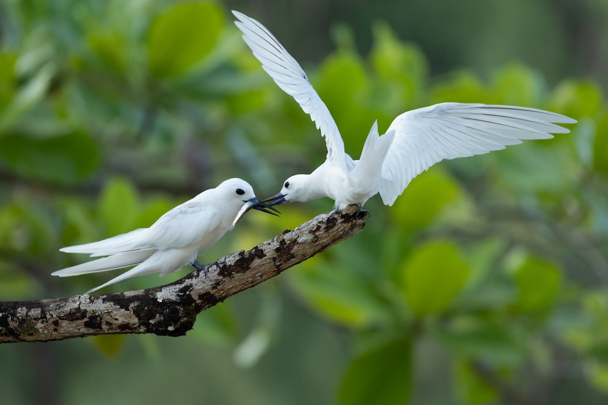 White Tern - ML616618078