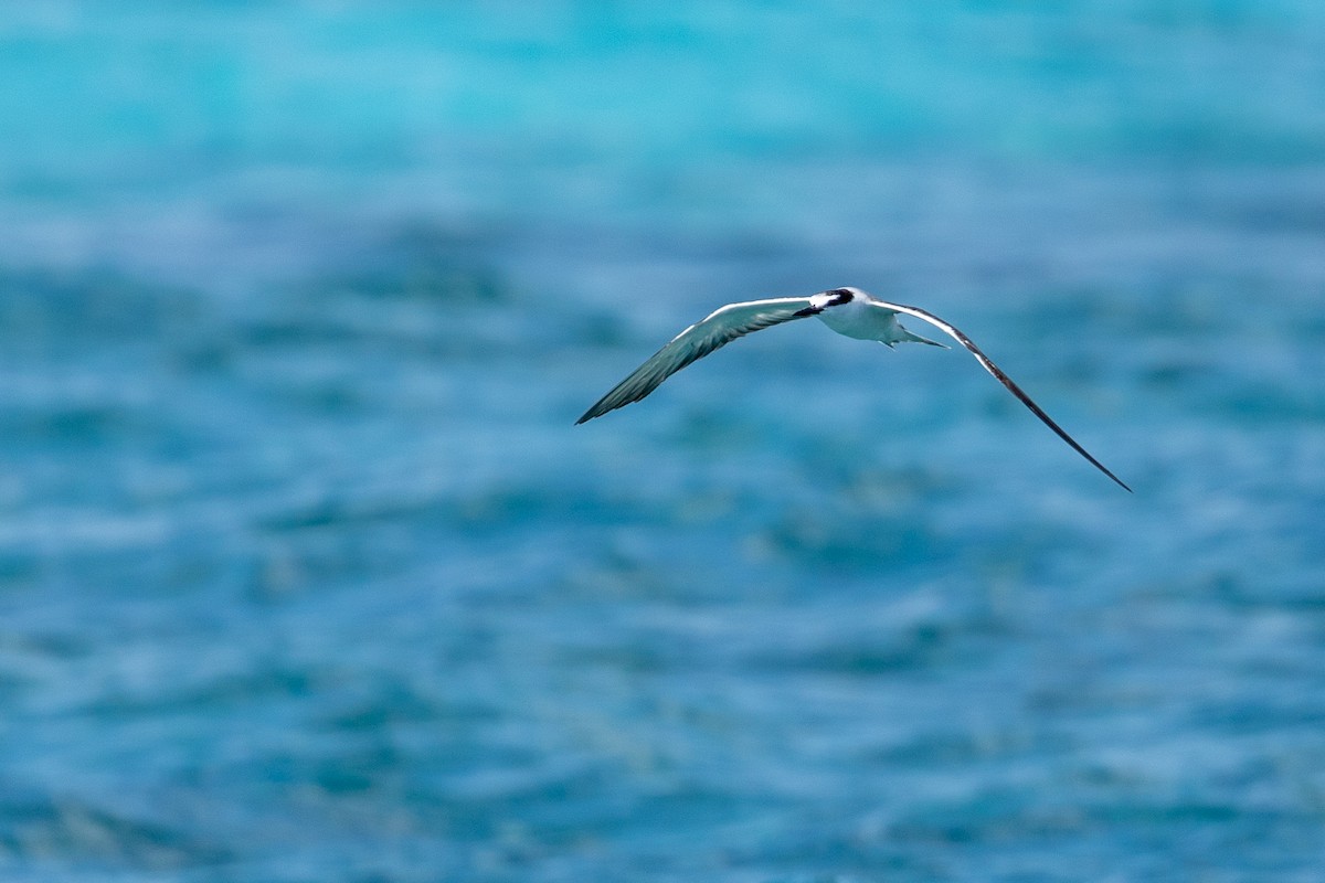 Bridled Tern - ML616618079